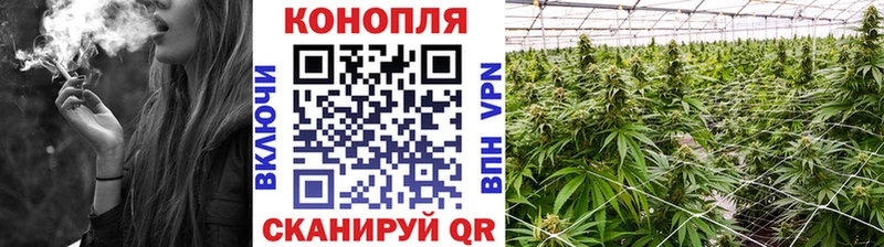 Каннабис планчик  Купить где  Дмитриев 
